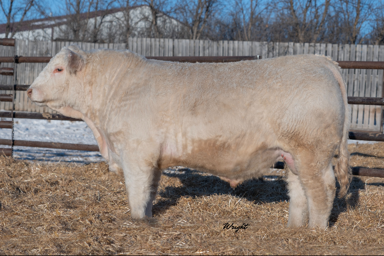 bull